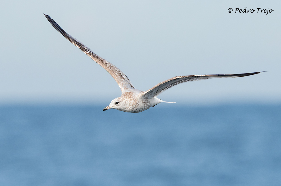 Gaviota cana (Larus canus)